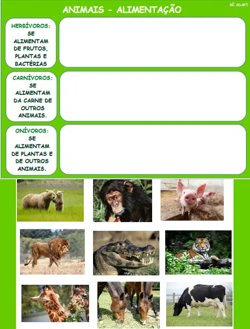 Classificação dos Animais Alimentação